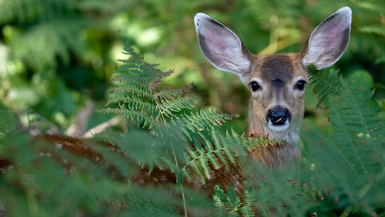 A closeup shows a deer hiding in foliage.