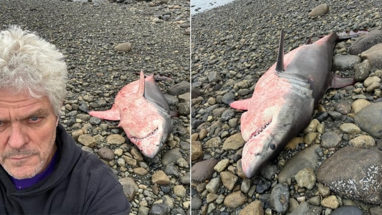 A man poses with a dead great white shark, lying on its back with blood on its front.