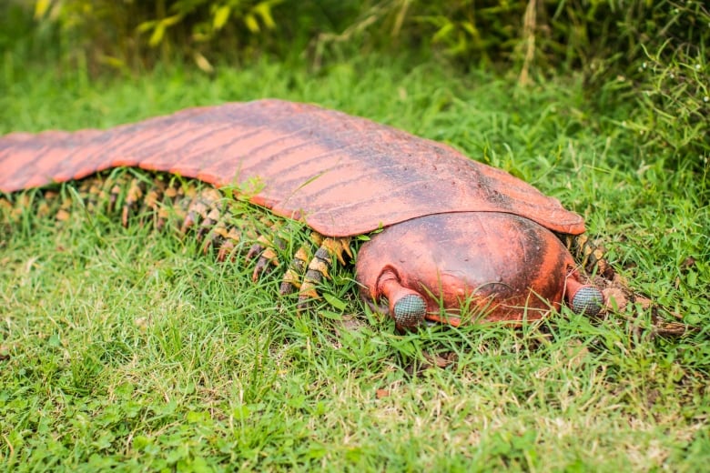 A fake giant brown millipede in the grass