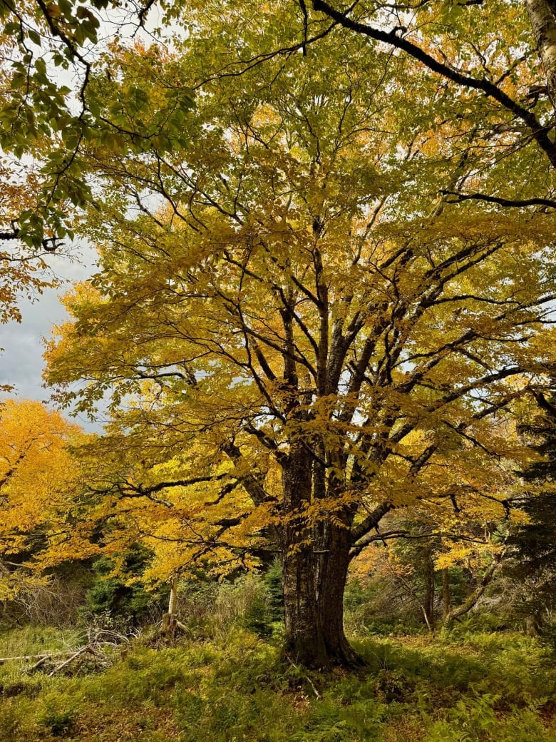 A golden leafed tree in the middle of a clearing in a forest.