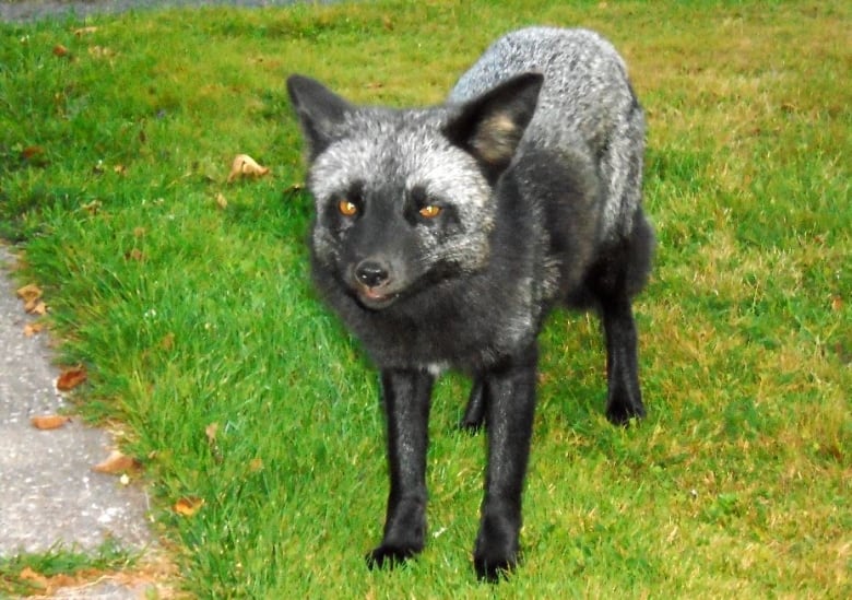 Fox with black and silver fur standing on green grass looking toward camera.