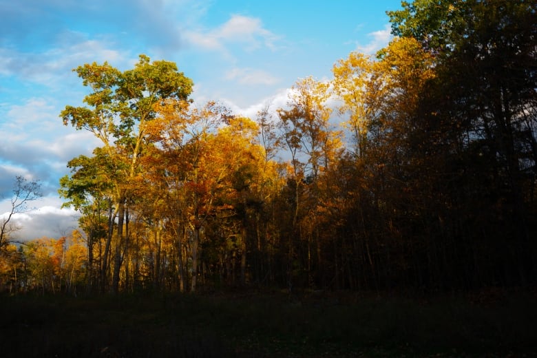 A forest made up of trees with green, yellow and red leaves.