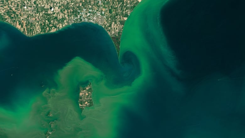 A top-down view shows bright green algae against the deeper blue waters of a lake. The bloom swirls near a peninsula that juts out into the lake. 