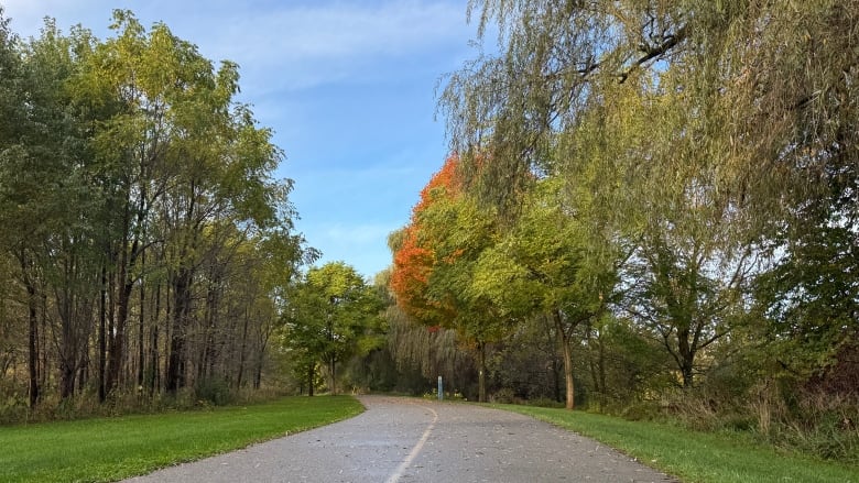 A maple tree has turned orange along the Thames Valley Parkway in Greeway Park in London, Ont., on Oct. 14, 2024.