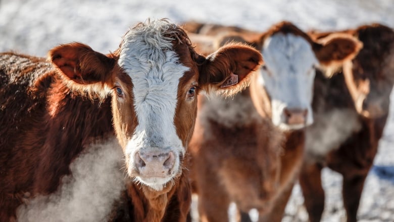 Cows breathe in cold air surrounded by snow.