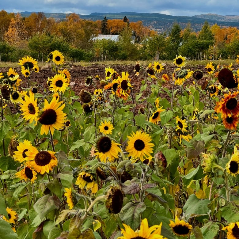 A close up of a bunch of sunflowers with a farm field behind it and a bunch of trees turning green to orange.