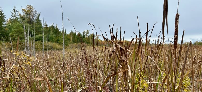 A photo of a wetland with a bullrush in the foreground. 