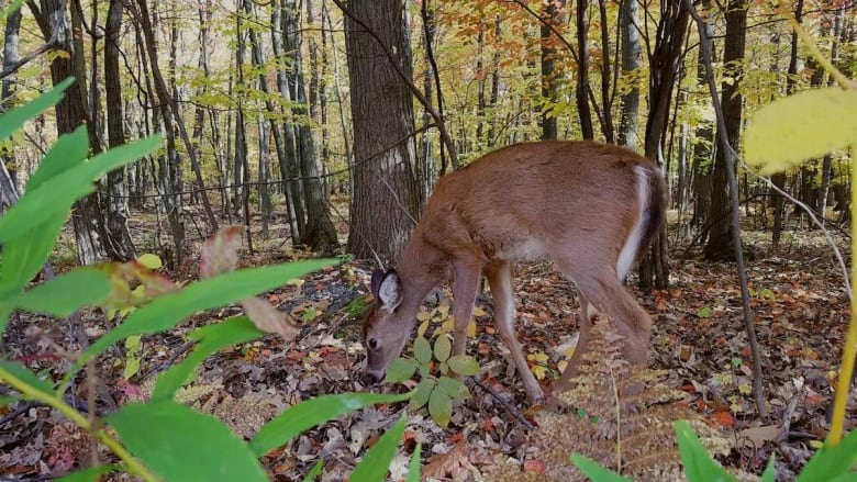 A deer grazes in the forest.