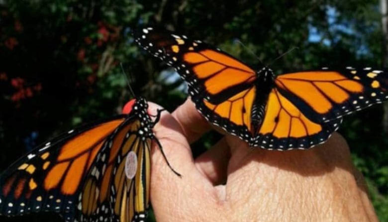 A hand with butterflies on them.