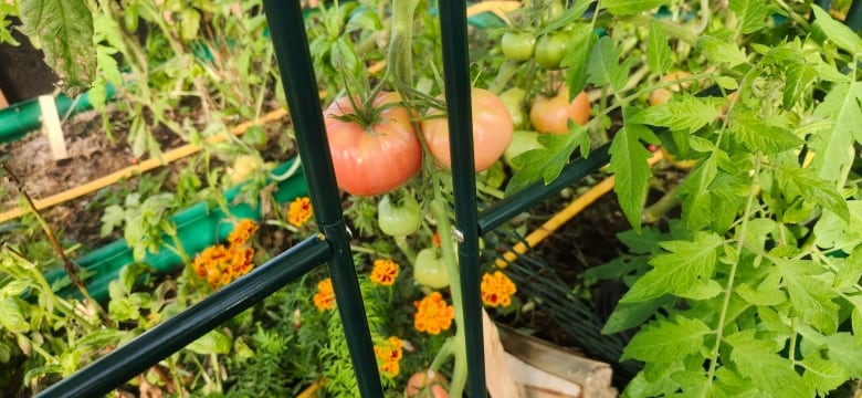 Close-up of tomato and flower plants in a greenhouse. 