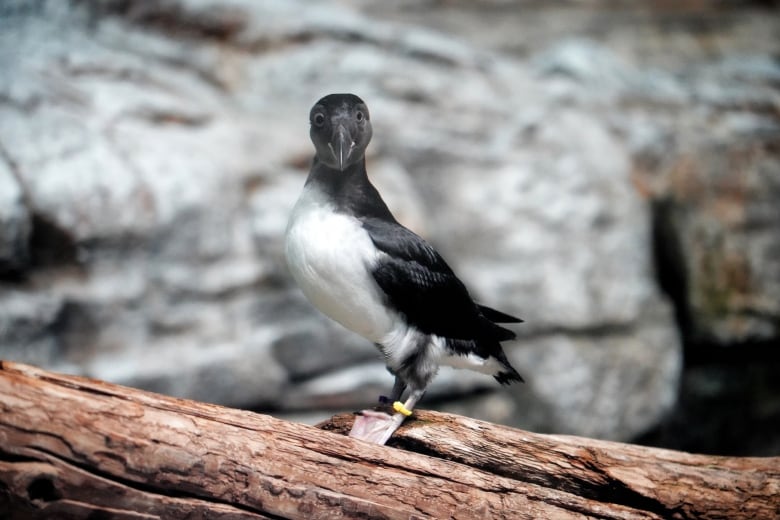 A small puffling stands on a log. The puffling's right eye is sunken into its face following large swelling.