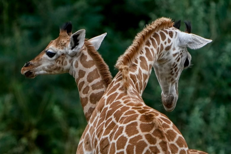 Two giraffes stand together, their necks entwined.