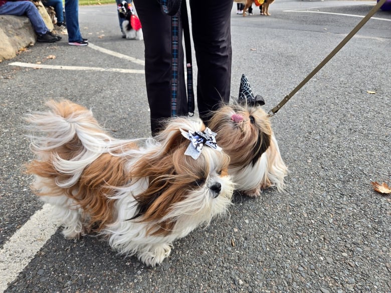 Two small dogs, the one on the left wearing a bow with bats on it, the one on the right with a small witch hat.