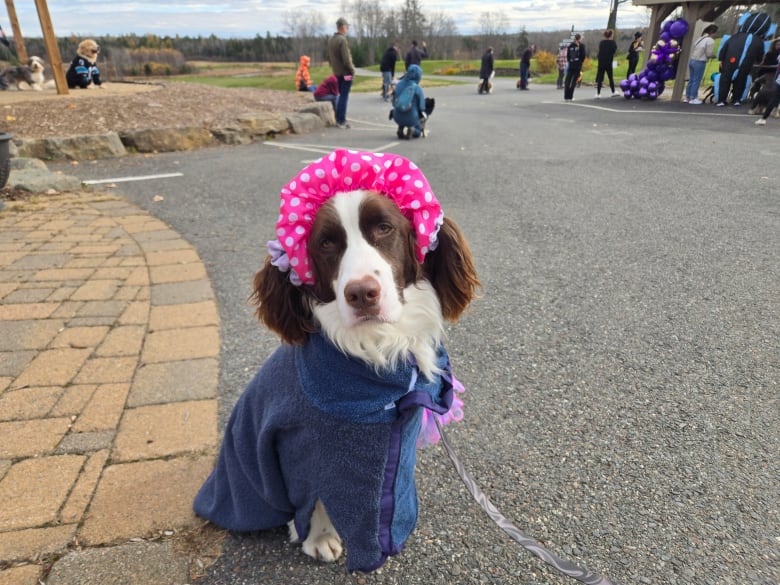 A dog wearing a shower cap and towel.