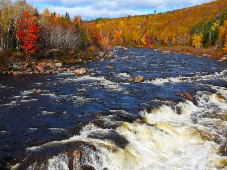 A rushing river with trees with leaves that are green, yellow, orange and red.