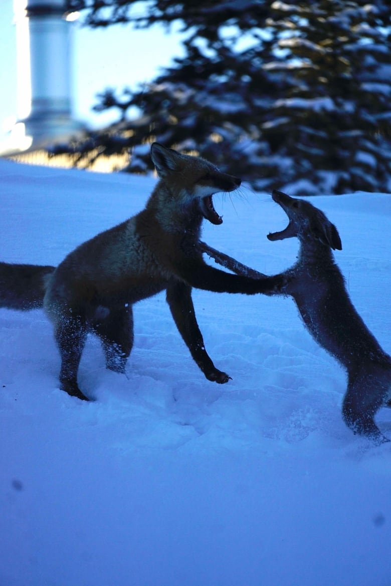 Two foxes on their hind legs playing in the snow with their mouths open. The one on the right is much thinner and has less hair than the one on the left. 