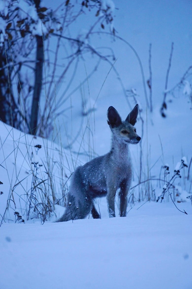 A thin fox with huge ears stands in the snow with some branches and bush in the background. 