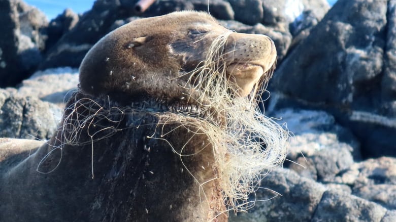 A sea lion with a net over its face.