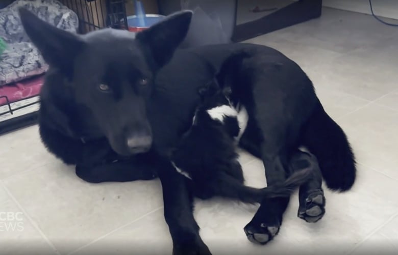 A black dog lies on the floor while a kitten feeds from it.