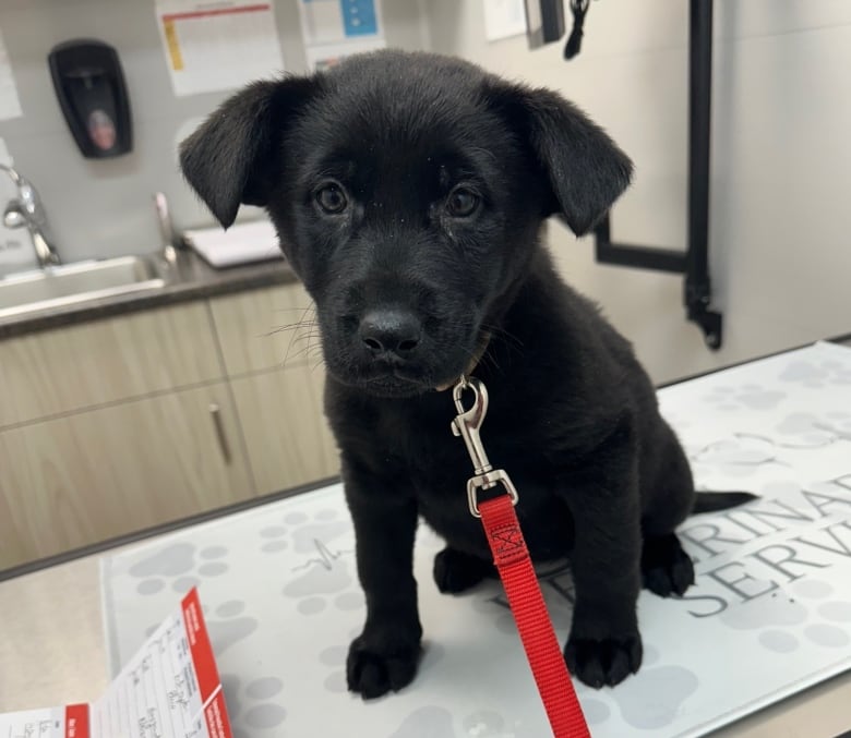 A small black puppy sits on a table at a veterinarian office