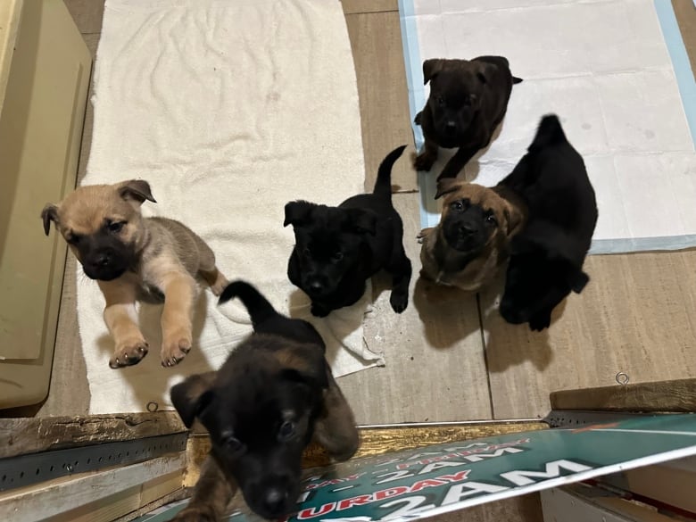 A litter of puppies seen from above.