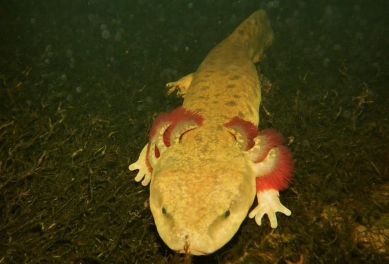 A brownish-greenish yellowy amphibian creature is seen in dark water. It has bright red feathery gills coming off of its head. 