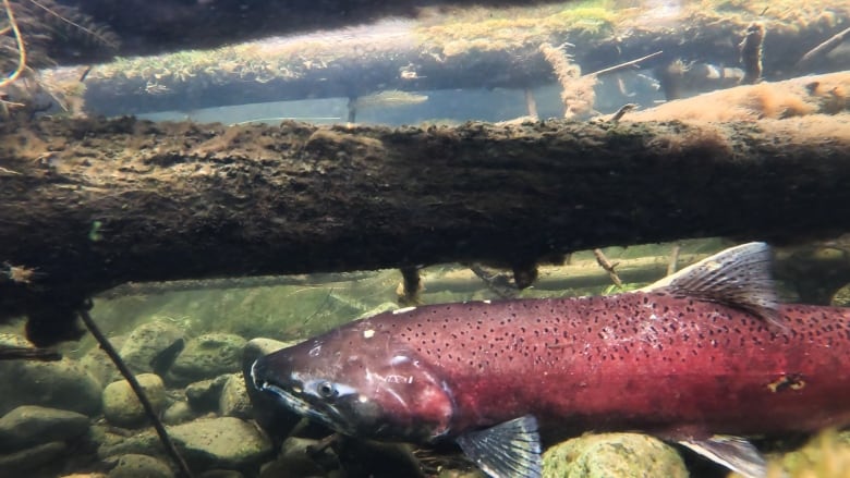 A ruby red salmon resting on rocks at the bottom of a creek. Above are a series of logs with moss growing on them.