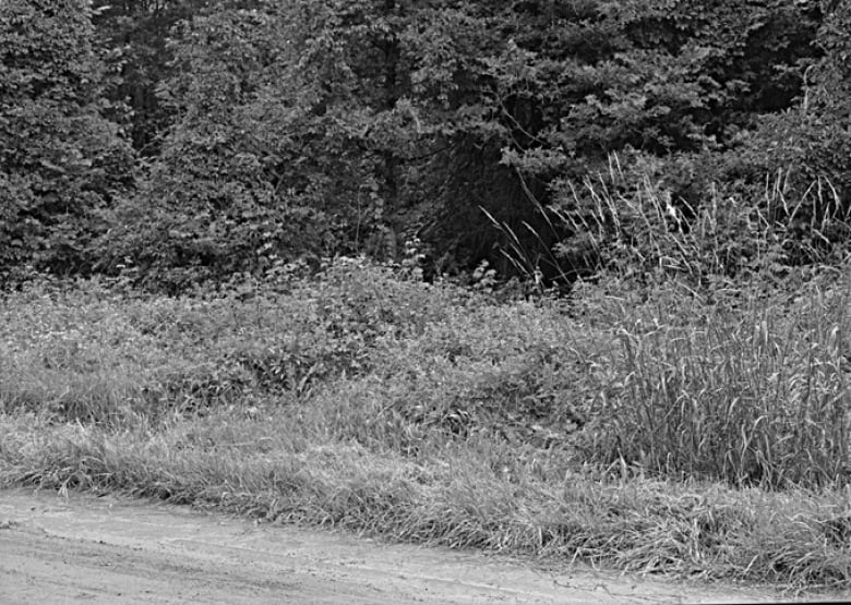 The area where the remains of William Joseph Pennell, 26, were found on side the 11th Concession in Markham in July 1980.