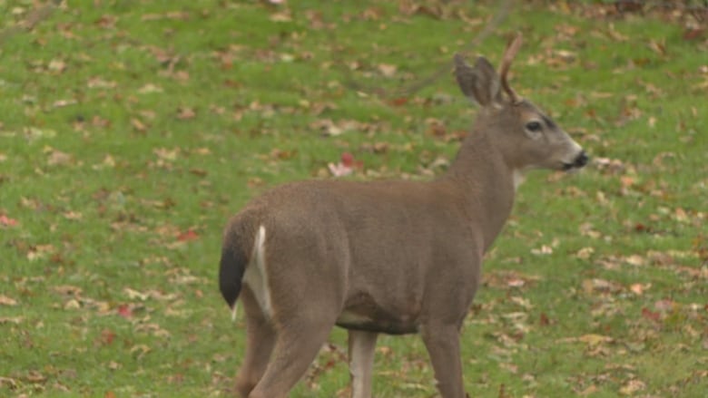 A deer looks ahead on grassy terrain.