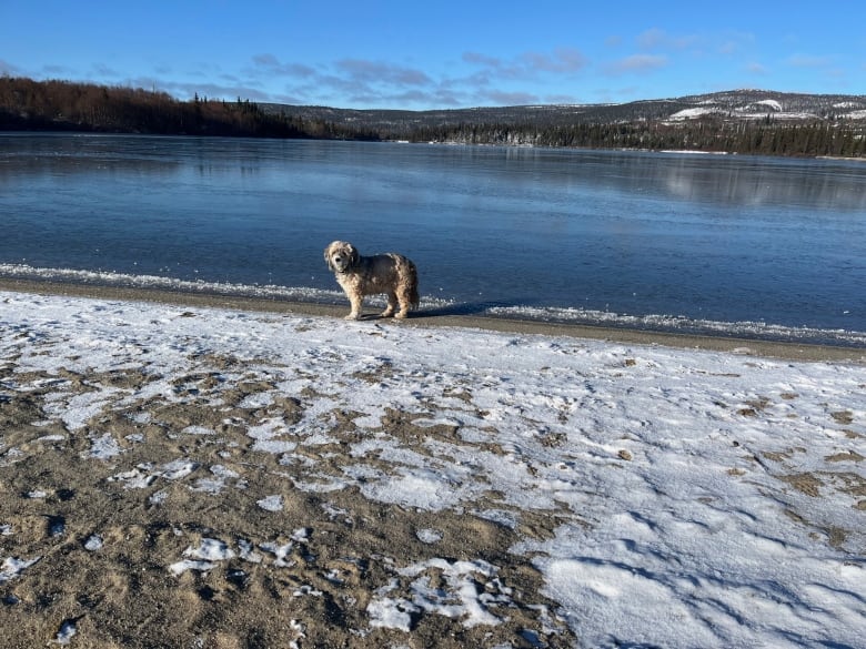 A dog stands near snow and water.