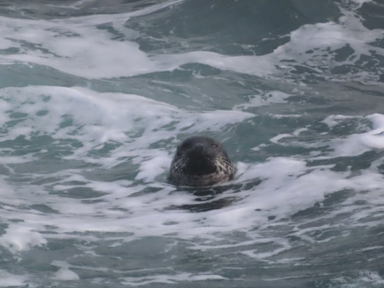 A seal pokes its head out of frothy water