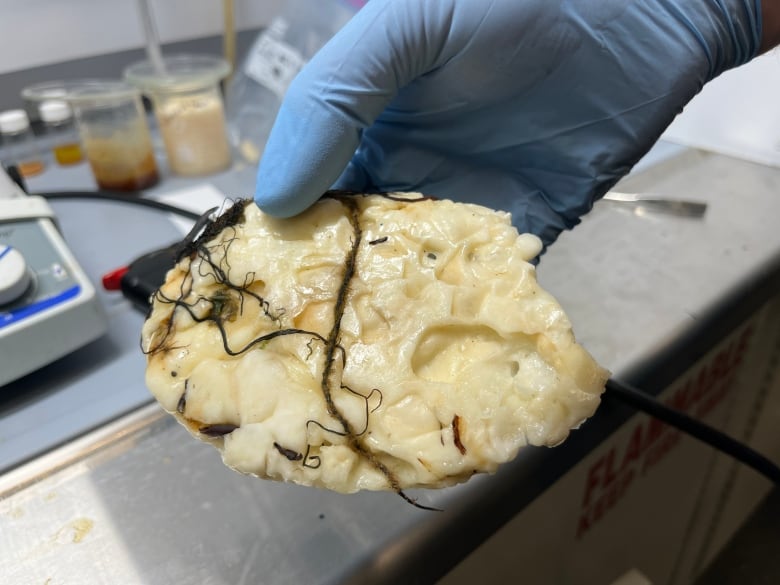 A close-up of a white-ish blob that has algae. A hand in blue glove is holding it.