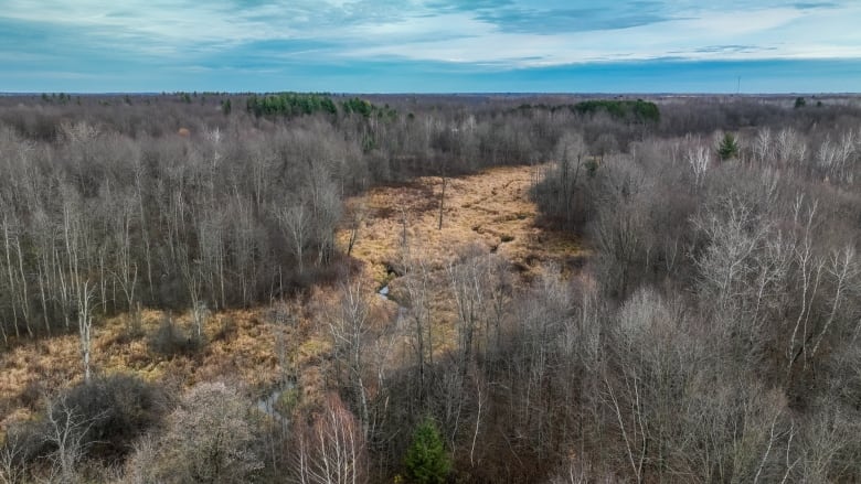 A meandering creek through a forest in mid-autumn.