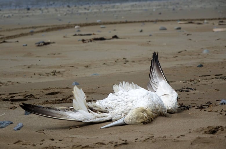 Dead gannet bird on the southern Avalon Peninsula in 2002.