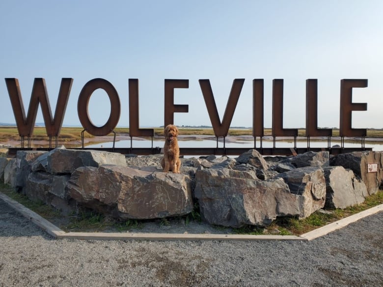 A curly brown dog shown in front of a sign the says Wolfville. 