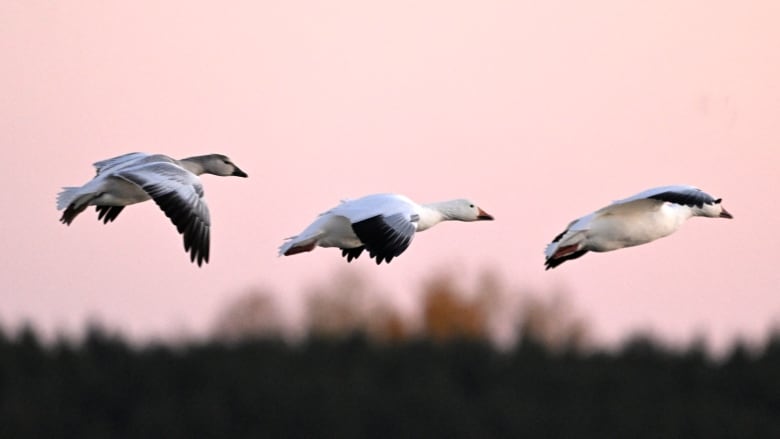 Snow geese fly through the air in Quebec.