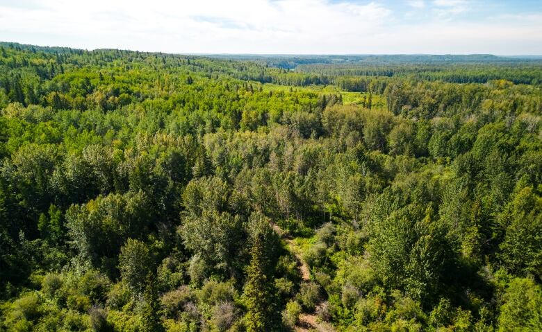 Landscape photo of forest stretching to the horizon