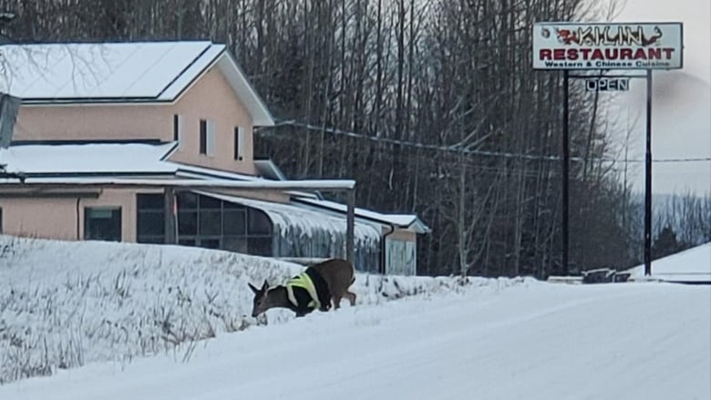 A deer wearing a high-vis jacket crosses a snowy road into a ditch.