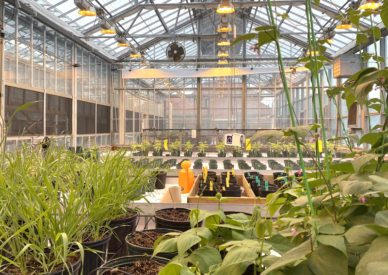 McGill's Bold New Greenhouse Could Transform Climate-Resilient Farming Across Canada